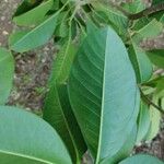 Esenbeckia leiocarpa Blatt