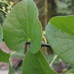 Cissampelos pareira Leaf