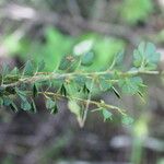 Chamaecrista kunthiana Fruit