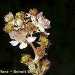 Rubus questieri Frukt