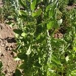 Chenopodium quinoa Облик