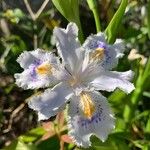 Iris japonica 花