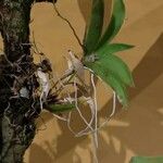 Ionopsis utricularioides Folha