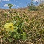 Hibiscus lunariifolius Hábito