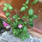 Oenothera rosea Lapas