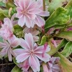 Lewisia cotyledon फूल
