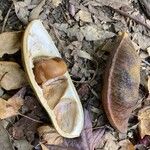 Castanospermum australe Други