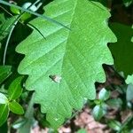 Quercus michauxii Leaf