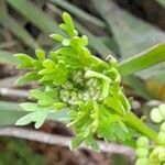 Lepidium didymum 花