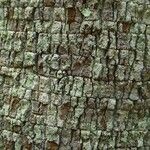 Zanthoxylum pancheri Bark