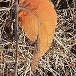 Combretum molle Leaf