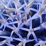 Echinops bannaticus Flor