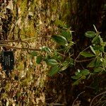 Rhododendron vernicosum Hábito