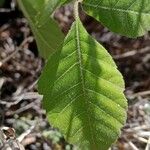 Allophylus rubifolius Leaf