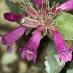 Penstemon monoensis Flower