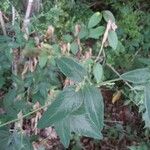 Desmodium paniculatum Leaf