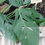 Monstera lechleriana Ліст