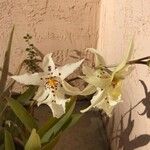 Brassia caudata Flower