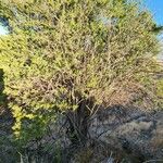 Maerua triphylla Habit