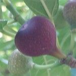 Ficus erecta Gyümölcs