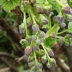 Ribes nigrum Fiore