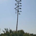 Agave americanaFlor