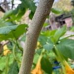 Brugmansia × candida Ŝelo