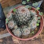 Mammillaria prolifera Листок