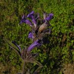 Strobilanthes tomentosa Buveinė