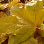 Acer pictum Leaf