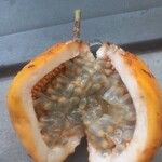 Passiflora laurifolia Fruit