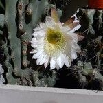 Lobivia bridgesii Floare