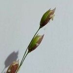 Melica uniflora फूल