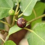 Ficus erecta Gyümölcs