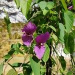 Dalechampia aristolochiifolia Blatt