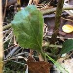 Pyrola elliptica Leaf