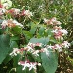 Clerodendrum trichotomumFlower