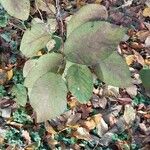 Hydrangea aspera Leaf