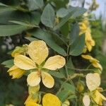 Senna macranthera Flower