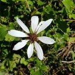 Mutisia spinosa Virág