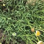 Leucanthemum gracilicaule Leaf