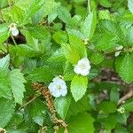 Crataegus uniflora Hoja