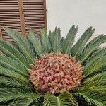 Cycas revoluta 果實