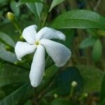 Ervatamia coronaria Цвят