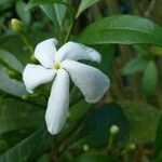 Ervatamia coronaria Fleur