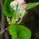 Malus sylvestris Blüte