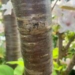 Prunus serrulata Bark