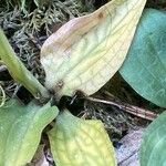 Goodyera repens Leaf