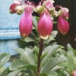 Kalanchoe miniata Flor