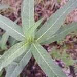 Persicaria amphibia Folha